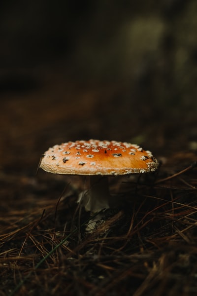 近景摄影中的褐白蘑菇